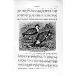  NATURAL HISTORY 1895 EGYPTIAN SPUR WINGED LAPWING BIRD 