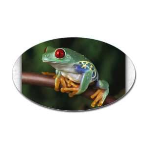  Sticker (Oval) Red Eyed Tree Frog: Everything Else