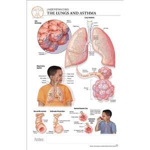    11 x 17 Post It Disease Chart Lungs & ASTHMA 
