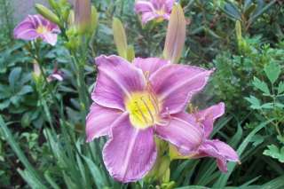For Years, the Only Daylily with True Lavender Blue Coloring; Still a 