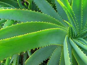 Top 5 Benefits of Aloe Vera  