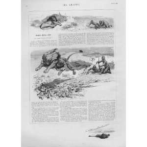  Bushmen Killing A Lion Old Prints 1892 Africa