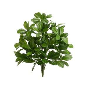 20 Rhododendron Bush x8 w/144 Lvs. Green (Pack of 12)  