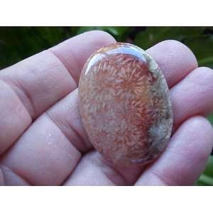  A3516 Gemqz Agatized Coral Fossil Oval Cabochon Indonesia 