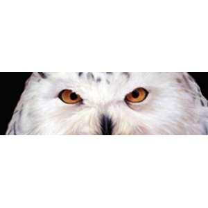 Wild Wings Series Elegance   Snowy Owl Window Graphics from Vantage 