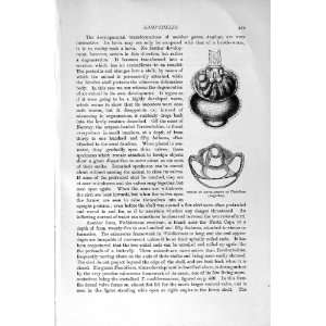    NATURAL HISTORY 1896 LAMP SHELLS MOLLUSCOIDEA SHELL