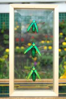 Framed Beetles Green Open Wing Bevel Glass FREE SHIP  