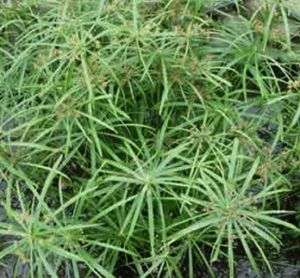 UNIQUE INDOOR PLANT Cyperus Ornamental Grass  