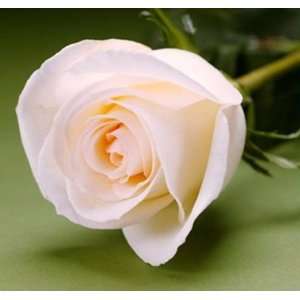 25 Fresh Roses Off White Cream   16 Inch Grocery & Gourmet Food