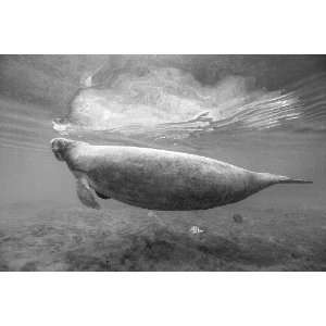  Wyland Galleries Manatee at the Surface Nature Photography 