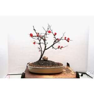 Lous Bonsai Nursery Red and Pink Flowering Quince Bonsai Tree  
