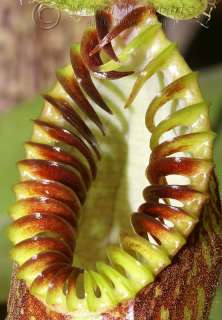 Nepenthes hamata carnivorous Insect Eating Plant Rare  