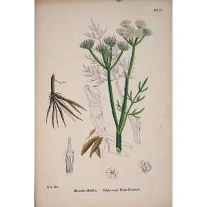  Water Dropwort Flower Plant Colour Antique Print