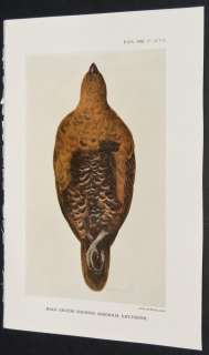 Group of 24 Zoological Society 1880s Prints. Grouse  
