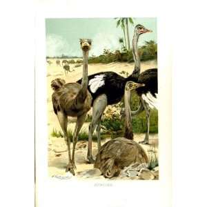    NATURAL HISTORY 1895 OSTRICHES BIRDS COLOUR PRINT: Home & Kitchen