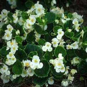  Begonia Wax White  50 Seeds Patio, Lawn & Garden