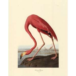  American Flamingo by John Woodhouse Audubon 23x30 Toys 