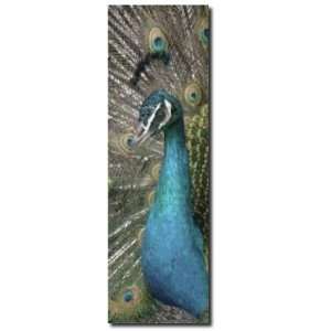 Peacock Wood Panel Wall Art:  Home & Kitchen