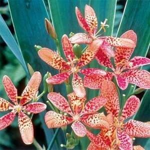 Blackberry Lily 5 seeds  