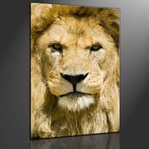Keilrahmenbild Löwe ( Afrika   Lion )   fertig gerahmt auf Keilrahmen 