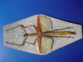 Insect Stick, Yellow Eurycnema Versirubra  