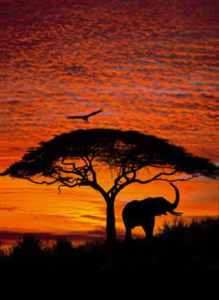Fototapete Komar Africa Sunset Afrika Sonnenaufgang neu  