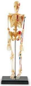 NEW LEARNING RESOURCES HUMAN SKELETON ANATOMY MODEL  