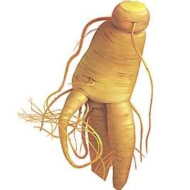 GINSENG ROOT SEEDS ** ENERGIZE YOURSELF #1092  