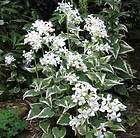 Lunaria Annua Variegata Alba X25 Seeds   White Honesty