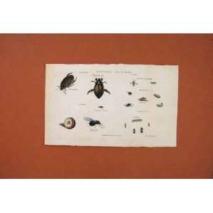  Natural History Bugs Beetle Insect Ant Fly Old Print: Home 