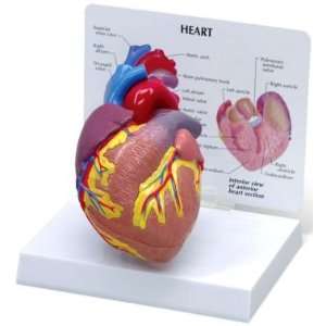 Piece Cutaway Heart Anatomy/Anatomical Model #2500  