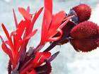 10 SEEDS RED SMALL PETAL CANNA LILY + Free Document