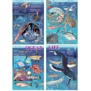 Ocean Life Bulletin Board Set Toys & Games