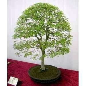  Chinese Pistachio Tree 10 Seeds   Grow Outdoors or as a 