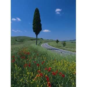 Wild Flowers and Cypress Tree Beside a Country Road Near 