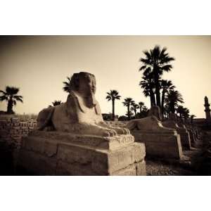   , Luxor, Luxor Temple, Avenue of Sphinxes by Michele Falzone, 96x144