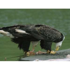  Pair of American Bald Eagles Eating Fish Carcasses 