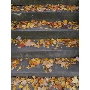  Autumn Leaves Lie on House Steps Giving Color to the Drab 