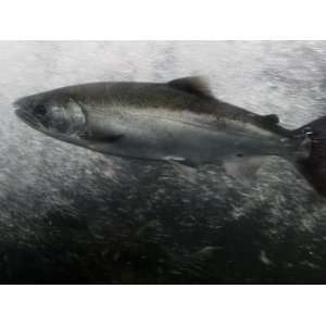 salmon swims in front of a glass window at a fish hatchery Premium 
