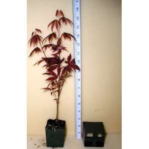  JAPANESE MAPLE RED (small pots) / 2.5 inch Potted Patio 