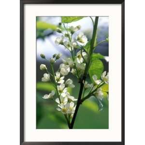  Prunus Padus (Bird Cherry), Almond Scented White Flowers 