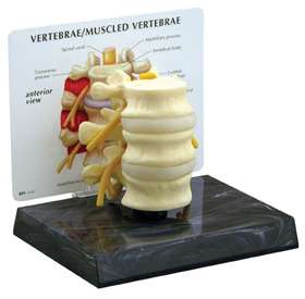 NEW Anatomical Human 3 Piece L2 L3 L4 Vertebrae Model  