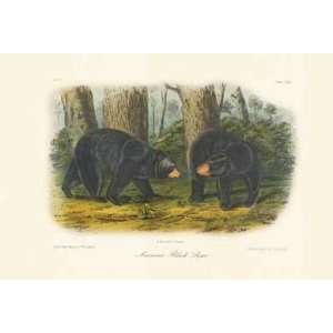  American Black Bear By John James Audubon Highest Quality 
