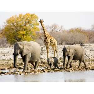 African Elephants and Giraffe at Watering Hole, Namibia Photographic 