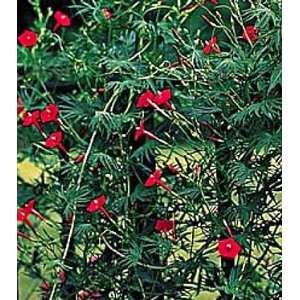  Cardinal Climber 25 Seeds   Cypress Vine Patio, Lawn 