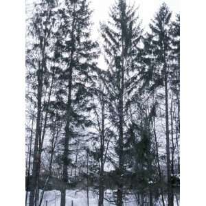  Small Copse of Coniferous Trees in Winter Surrounded by 